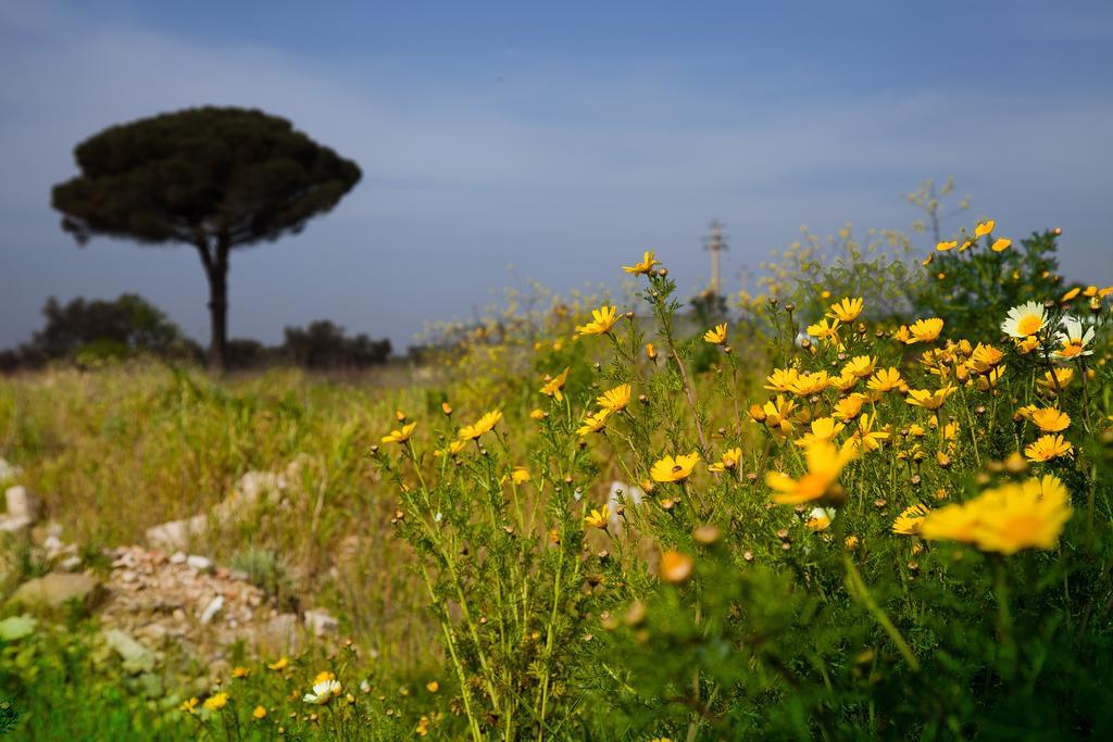 Bonjour Bed and Breakfast Morciano di Leuca Buitenkant foto